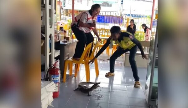 Watch: Woman Climbs Chair, Ends Up In Tears After Spotting Monitor Lizard In Restaurant