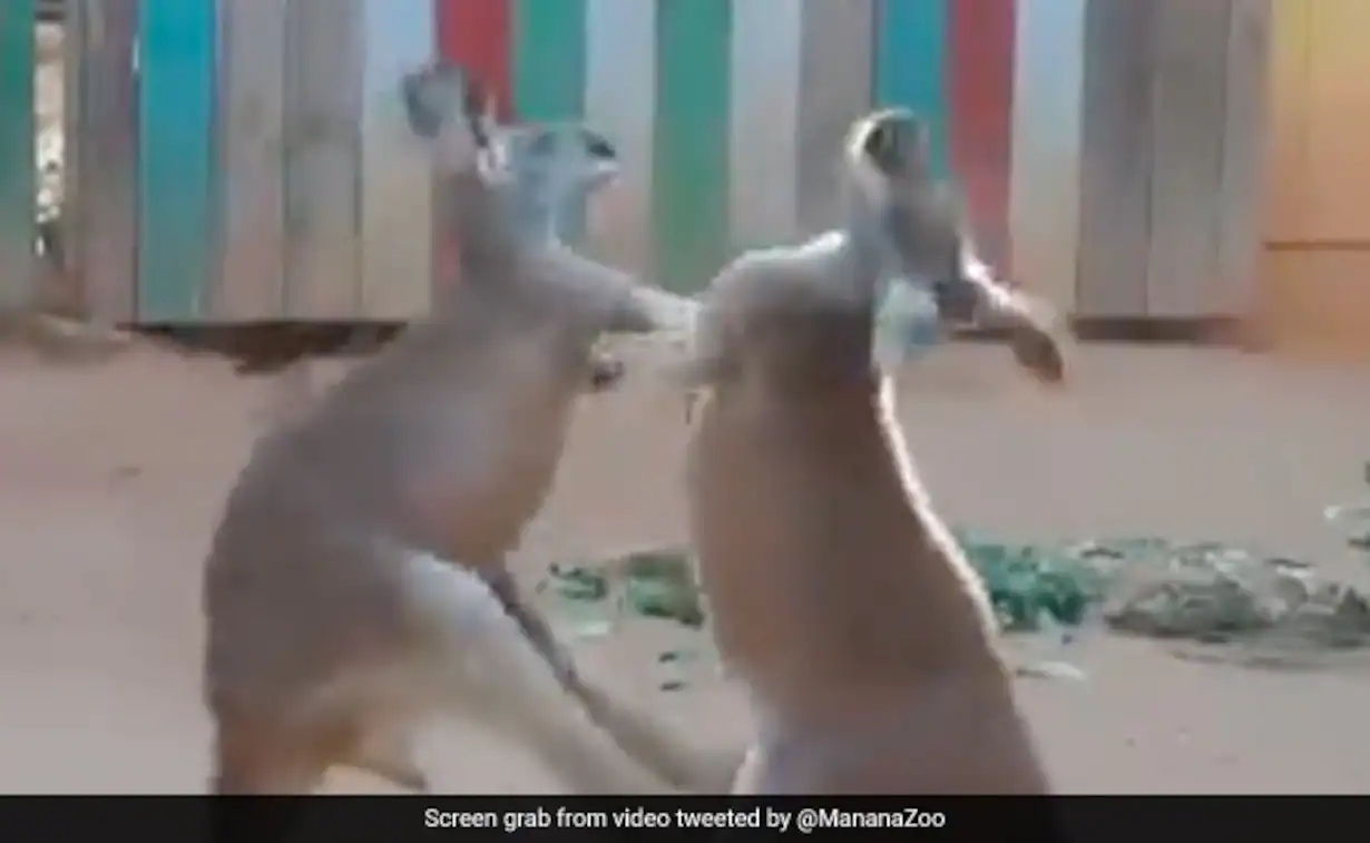 "Marsupial Martial Arts": Video Of Kangaroos' Hand-To-Hand Combat Wins Internet