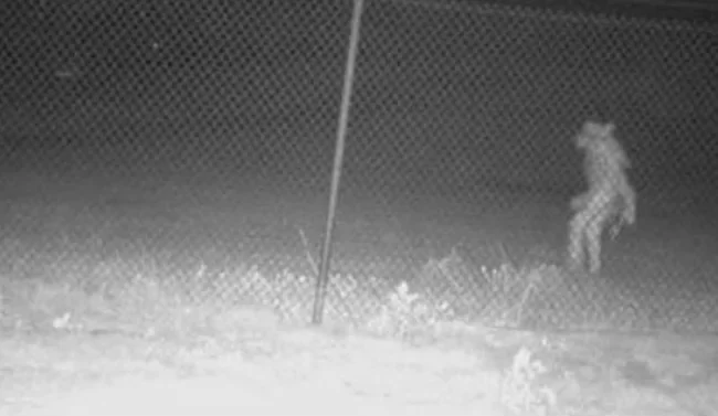 Bizarre Picture Of "Creature" Lurking Outside Texas Zoo Goes Viral