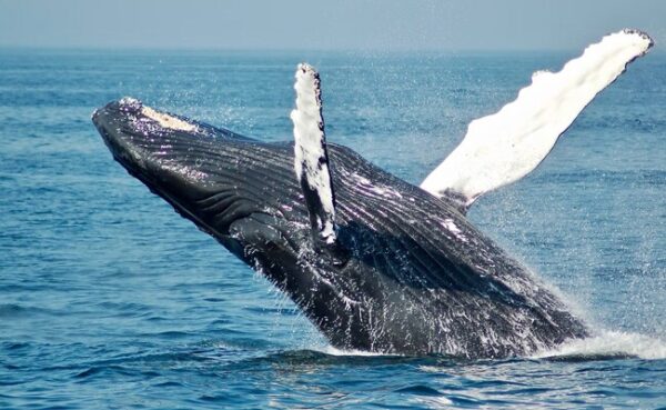 "It Was A Done Deal": Man Swallowed By Humpback Whale In US Describes Encounter