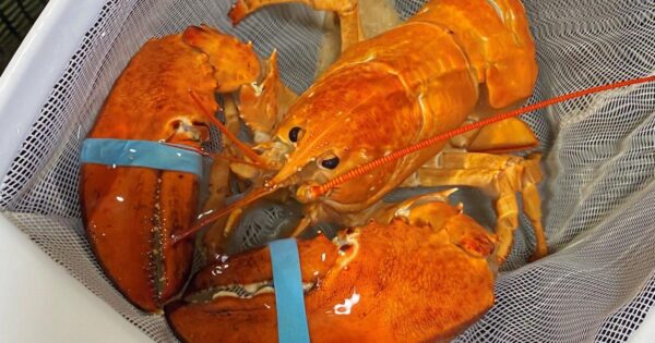 Rare Orange Lobster Found At A Restaurant In Florida, Named Cheddar: Report