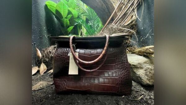 Viral Photo: London Zoo Places Crocodile Skin Handbag In Enclosure, Internet Shocked