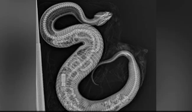 Cottonmouth Snake Eats Python In Florida, Chilling X-Ray Reveals Bones