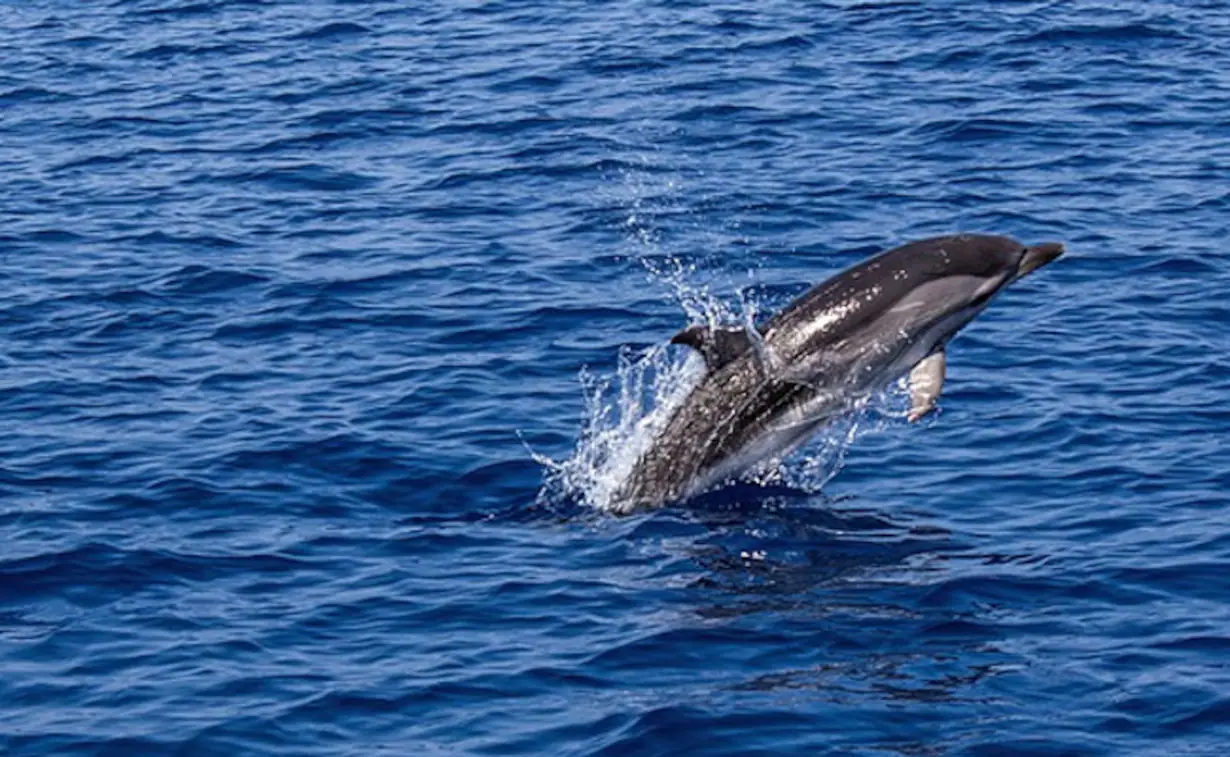 "Extraordinary" Video Shows Dolphins Slamming Into Massive School Of Salmon