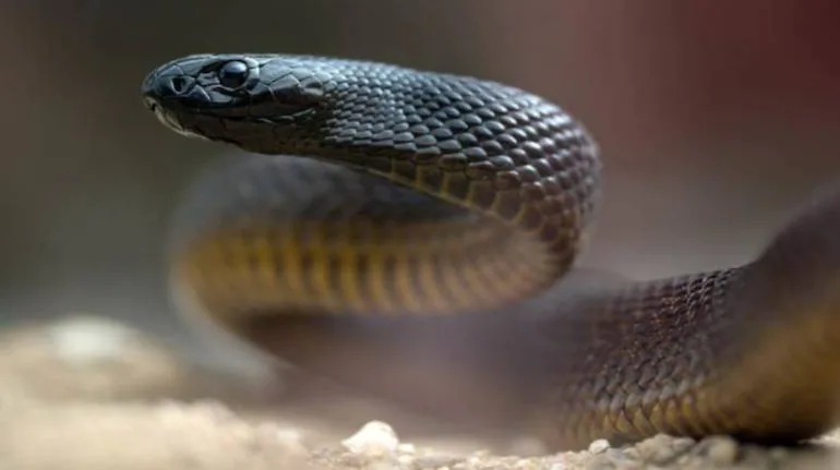 World's most venomous snake Inland Taipan's single bite can kill over 100 people